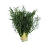 Fenchel mit Grün aus Franken