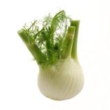 Fenchel REGIO