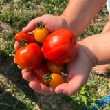 Tomaten-Mix aus Franken ca. 250g