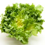 Endiviensalat vom Landgut