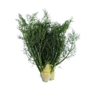 Fenchel mit Grün aus Franken