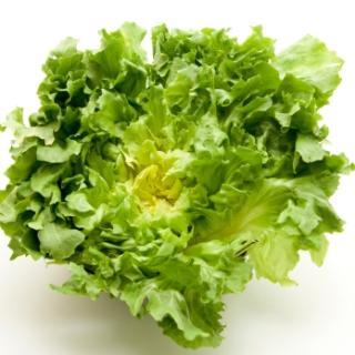 Salat Endivien