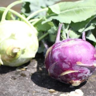 Kohlrabi
