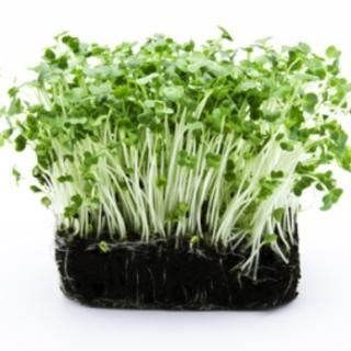 Kresse in der Schale REGIO