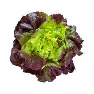 Salat Kopfsalat vom Landgut