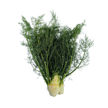 Fenchel mit Grün aus Franken