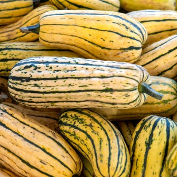 Backkürbis Delicata aus Bayern