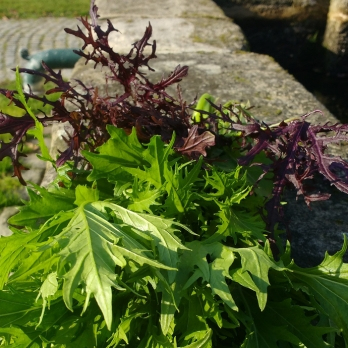 Asia-Salat aus Franken ca. 125g