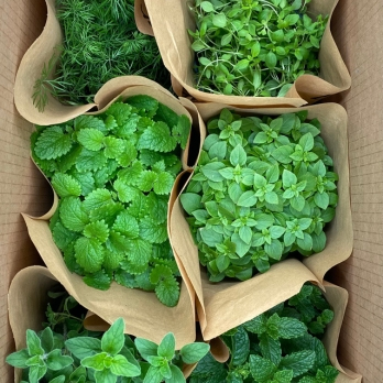 Kräuterkiste "Gartenkräuter"