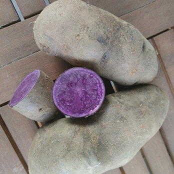 Kartoffeln blaue Anneliese aus Franken