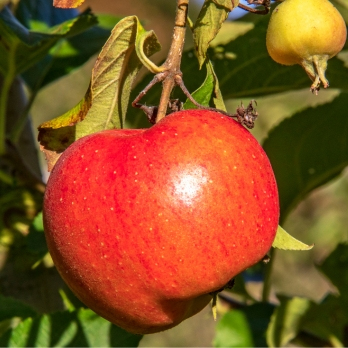 Äpfel Pinova aus Franken