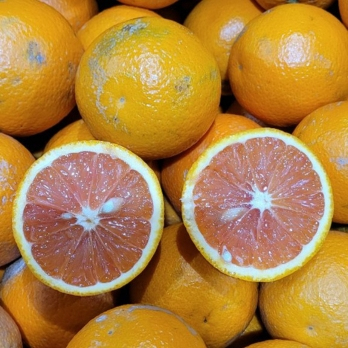 Gemüseretter: Saftorangen unbehandelt