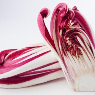 Radicchio Treviso aus Bayern