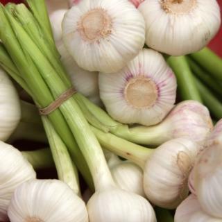 Knoblauch frisch neue Ernte vom Landgut