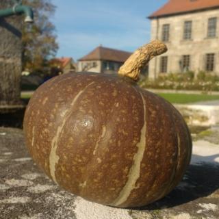 Kürbis Hokkaido grün vom Landgut