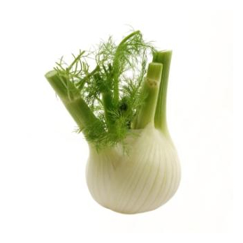 Fenchel REGIO