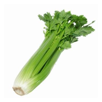 Stangensellerie