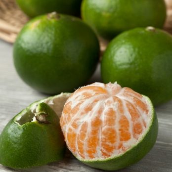 Mandarinen Satsuma unbehandelt