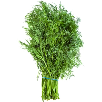Dill aus Bayern